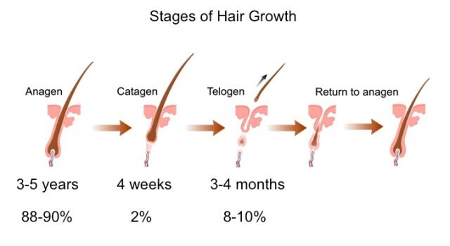 Hårets vækstfaser